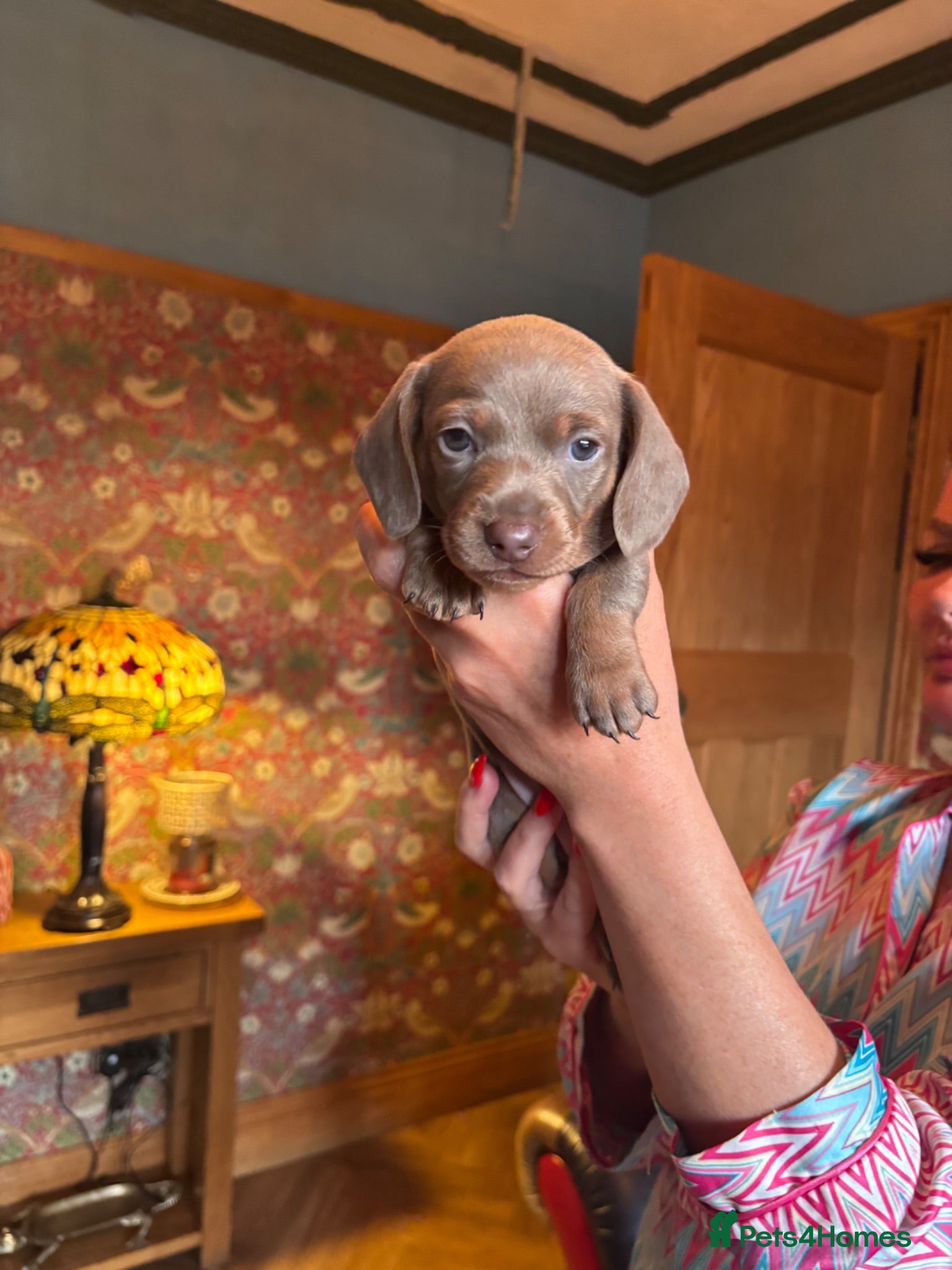 Miniature Dachshund dogs Gorgeous KC Miniature Dachshund Puppies last 3 - Advert 1