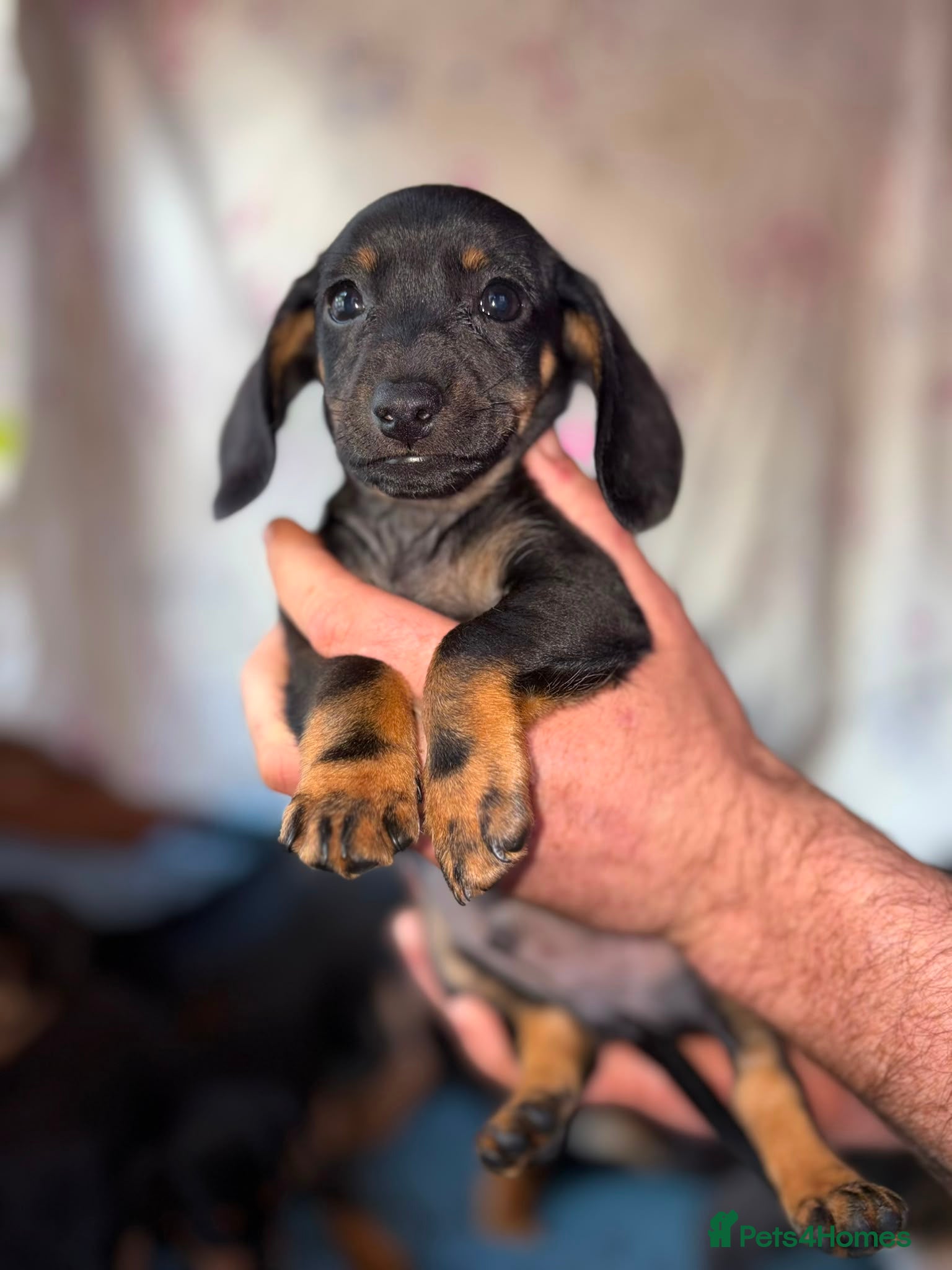 Dachshund Puppy 1