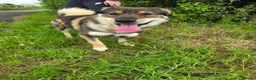 Mixed Breed dogs for adoption: Meet Paddington,  currently residing in Cheshire  in Nantwich - Advert 6