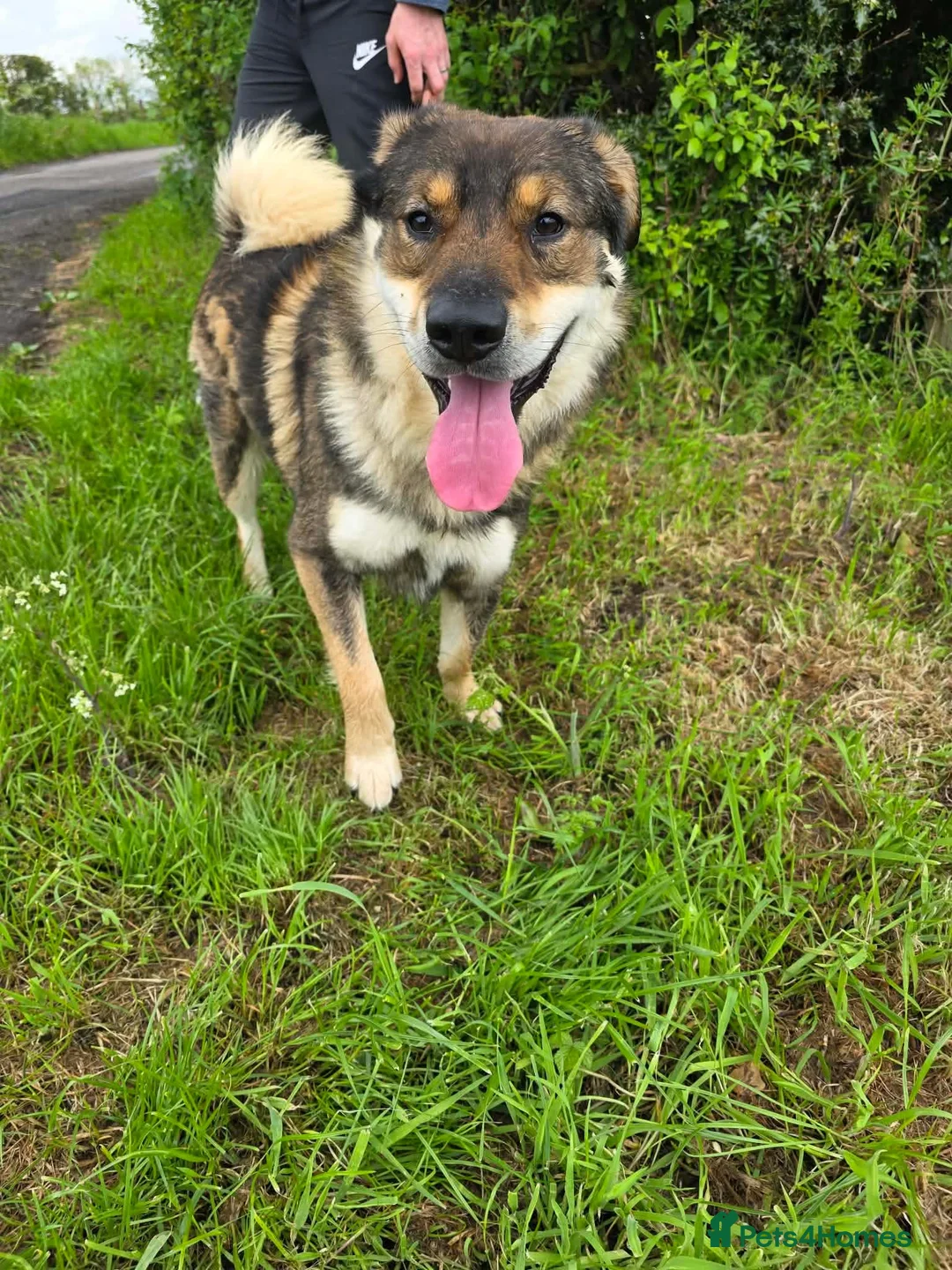 Mixed Breed dogs for adoption: Meet Paddington,  currently residing in Cheshire  in Nantwich - Advert 6