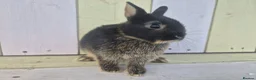 Netherland Dwarf rabbits for sale: 💜 PRETTIEST COLOURED NETHERLAND DWARF BABIES 💜 - Advert 10