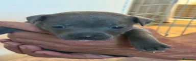Staffordshire Bull Terrier Puppy 8