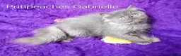 Persian cats for sale: Gccf Registered Persian Kittens  - Advert 4