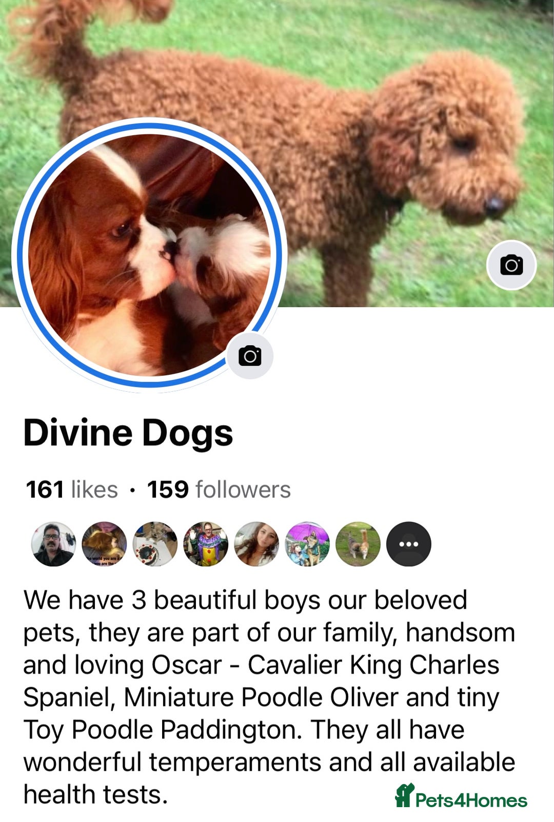 Toy Poodle dogs for stud: Extensively DNA Health Tested Deep Red Toy Poodle in Mansfield - Advert 30