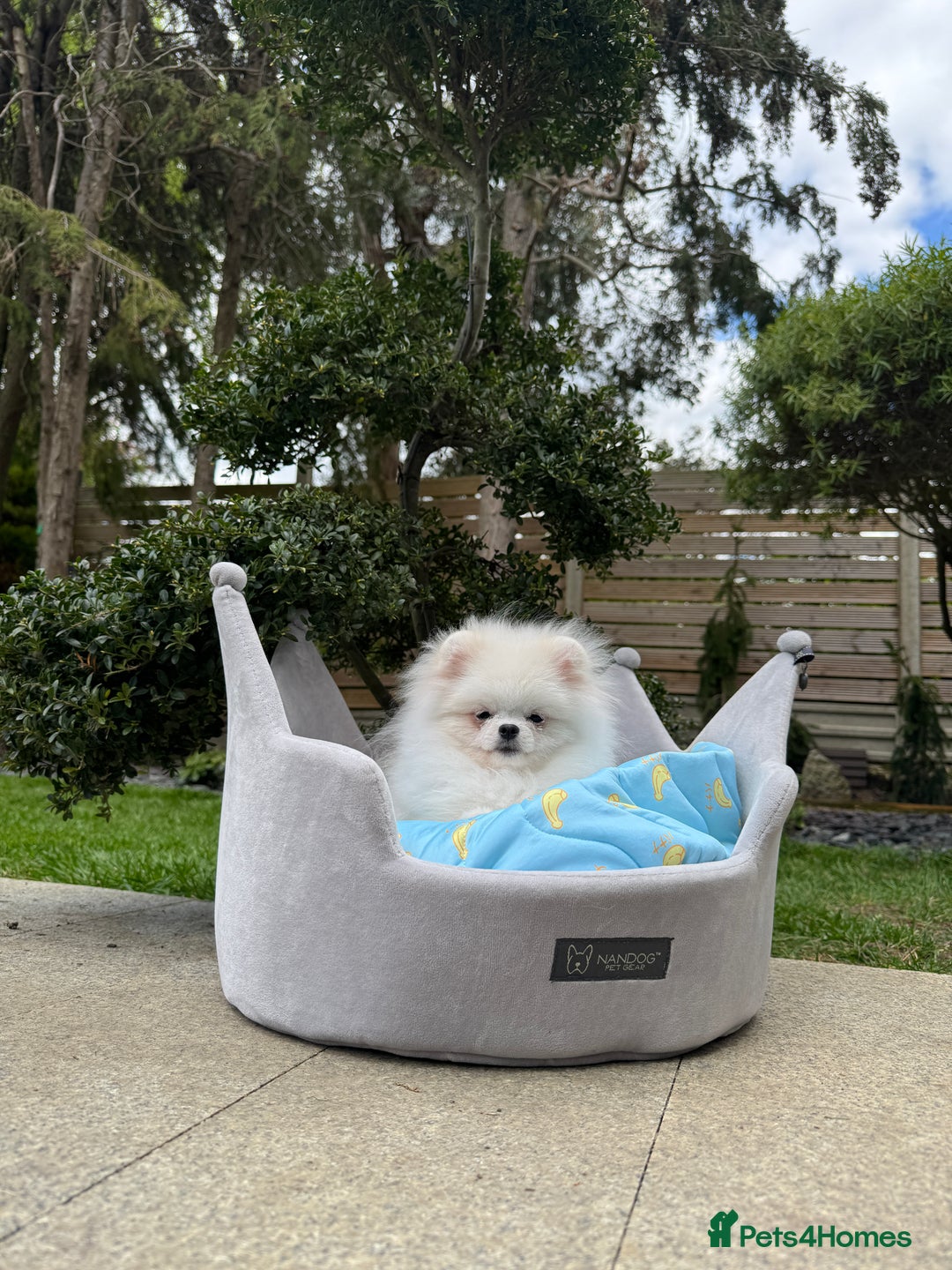 Pomeranian dogs for sale: Pomeranian Last Boy - Image 27