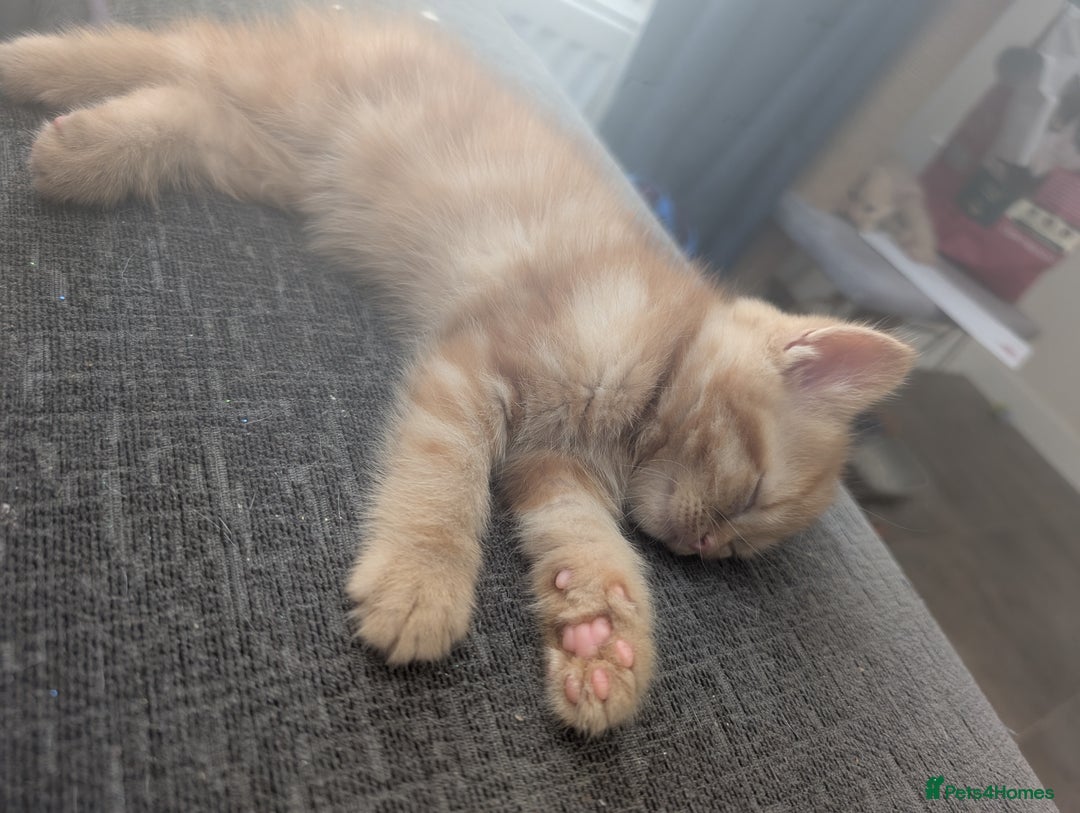 Mixed Breed cats for sale: Kitten ready to leave - Image 2