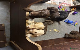 Cockapoo dogs for sale: Gorgeous Cockapoo puppies  - Image 6