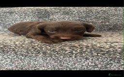 Cockapoo dogs for sale: Chocolate cockapoo puppies F1 - Image 5