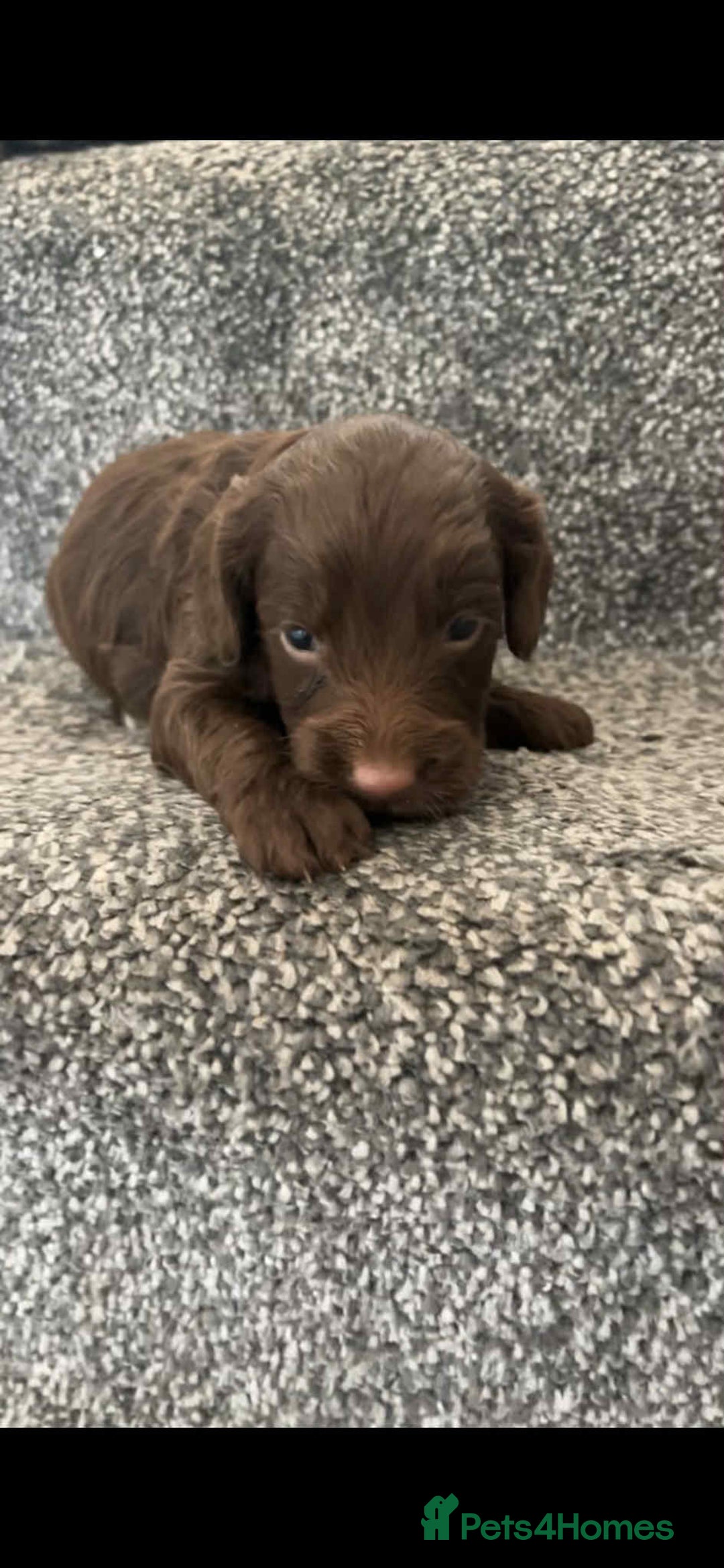 Cockapoo dogs for sale: Chocolate cockapoo puppies F1 - Image 5