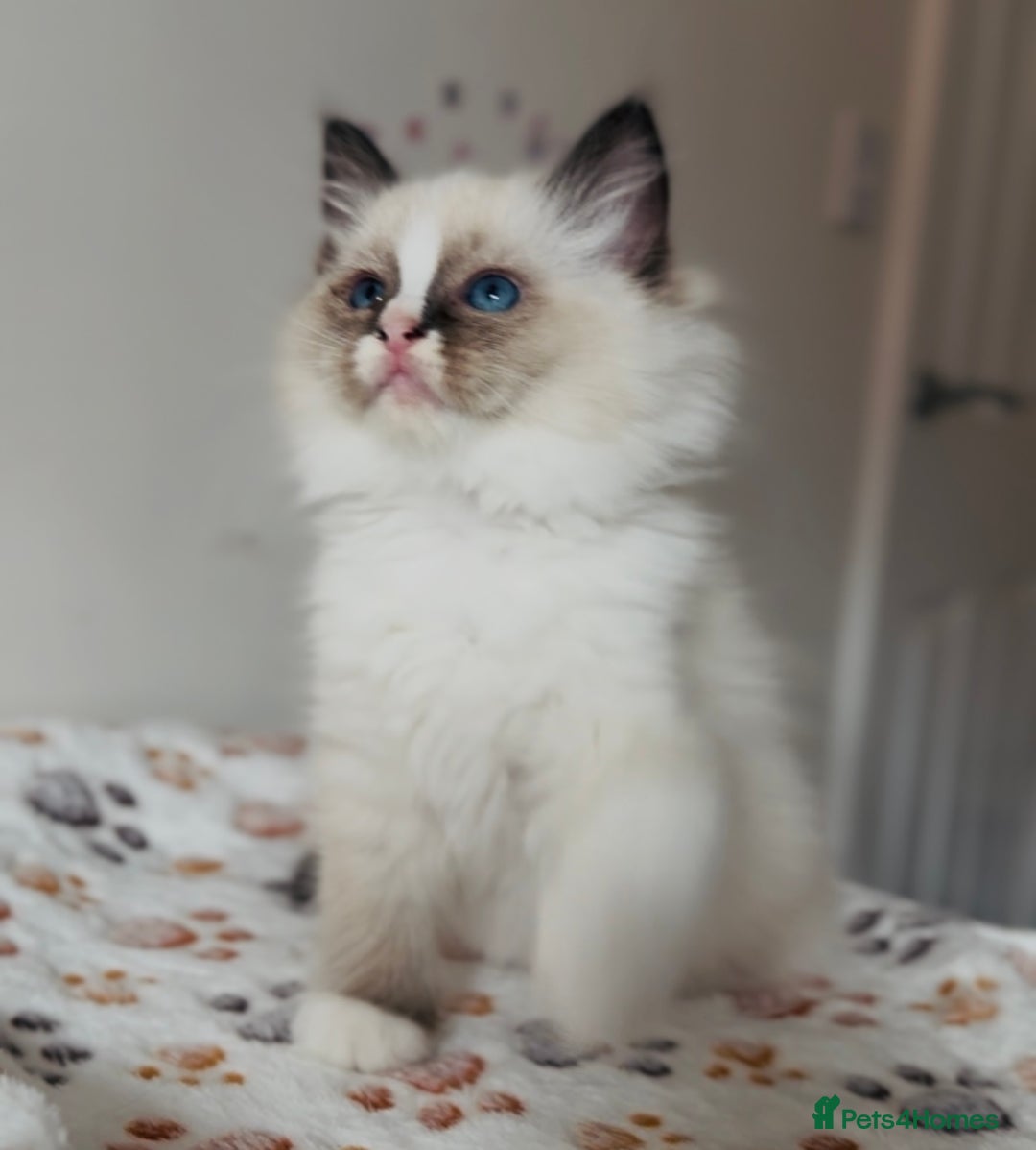 Ragdoll cats for sale: 💙🐾Tica full Pedigree🐾EU Ragdoll 🐱🐾DNA Clear❤️ - Image 13