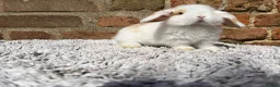 Mini Lop rabbits for sale: Stunning mini lops  - Advert 6