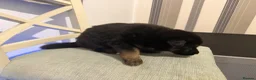 German Shepherd dogs for sale: 7beautiful German shepherd puppies for sale - Advert 9