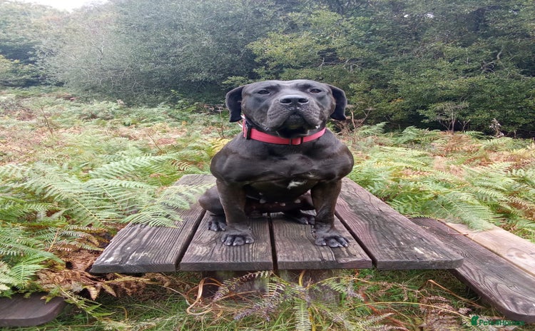 Presa Canario dogs Presa canario - Advert 13