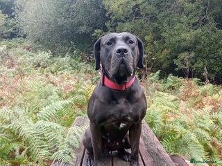 Presa Canario dogs Presa canario - Advert 4