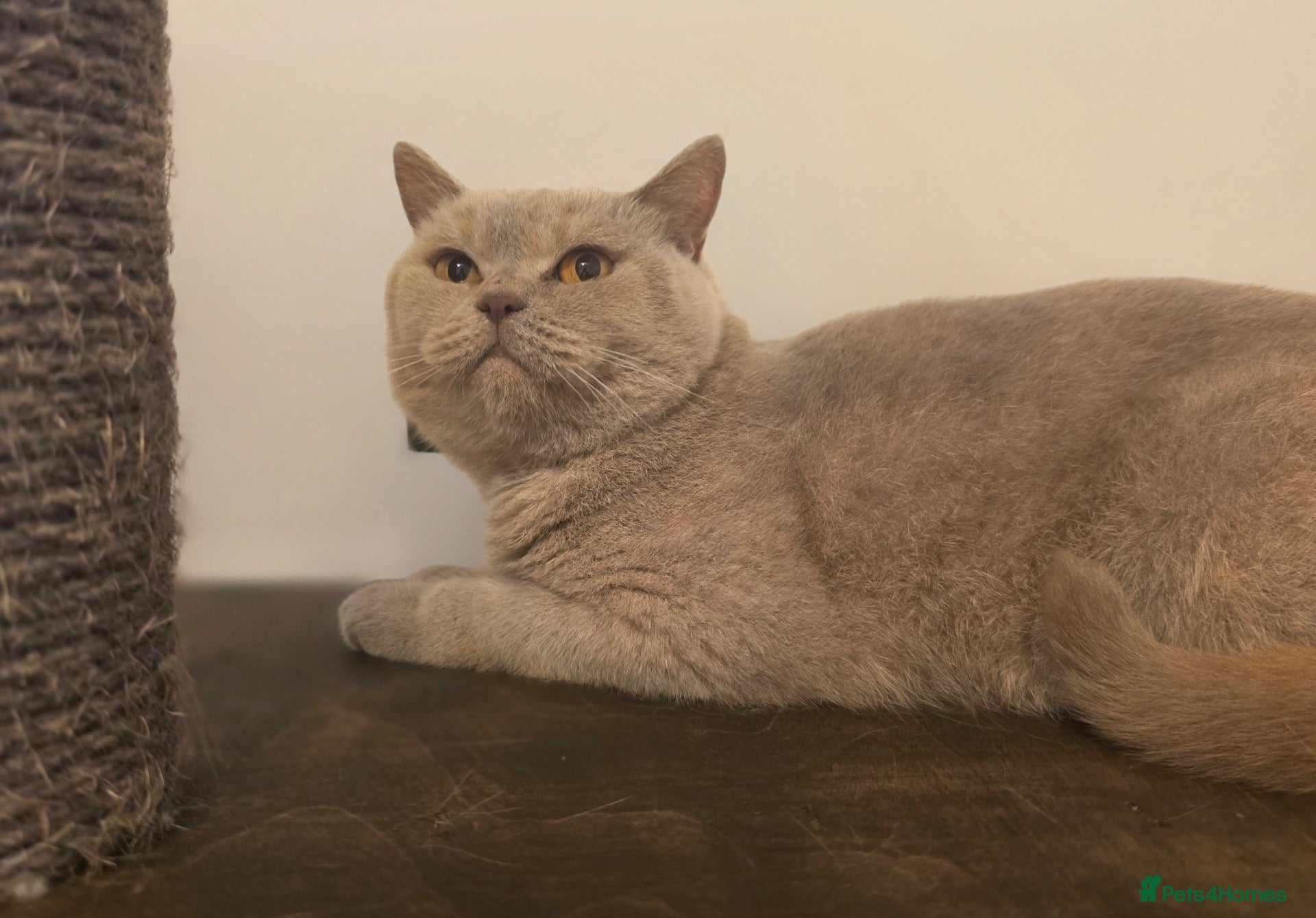 British Shorthair cats GORGEOUS GGCF ACTIVE REG QUEENS - Advert 6
