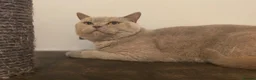British Shorthair cats for sale: GORGEOUS GGCF ACTIVE REG QUEENS - Advert 4