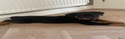 Rottweiler dogs for sale: Half Serbian / Half German Rottweiler Puppy in Coventry - Advert 8