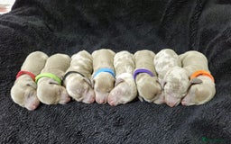 Miniature Dachshund dogs for sale: 🌟QUALITY KC REG & PRA CLR MINIATURE DACHSHUNDS🌟 - Image 1
