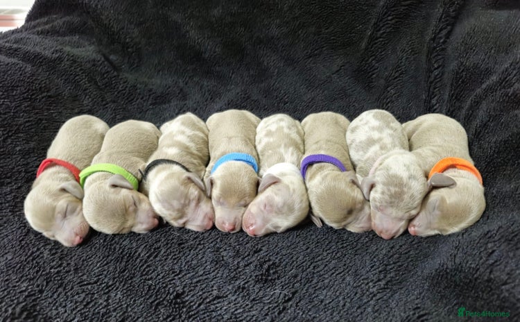 Miniature Dachshund dogs - Advert 1