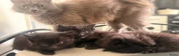 Nebelung cats for sale: Nebelung kittens  in Norwich - Advert 4