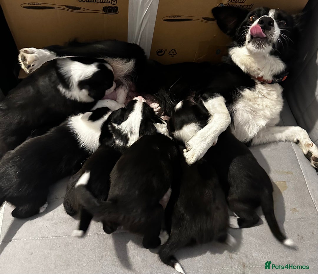 Border Collie dogs for sale: Border Collie puppies for sale - Image 15