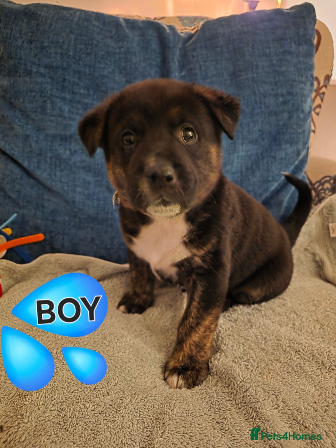 Mixed Breed dogs for sale: Gorgeous Labrakita (American Akita x Lab) Puppies - Advert 5