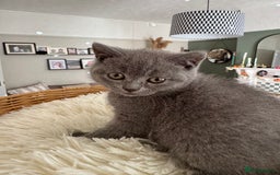 British Shorthair cats for sale: British blue short hair - Image 6