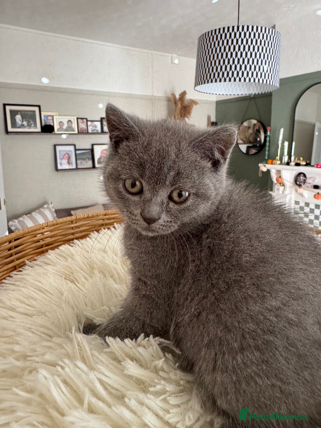 British Shorthair cats for sale: British blue short hair - Image 6
