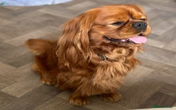 Cavalier King Charles Spaniel dogs for sale: Beautiful Ruby Cavalier King Charles Pups  - Image 19
