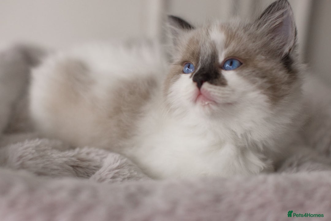 Ragdoll cats for sale: Bicolour and Lynx Ragdoll kittens - Advert 21