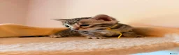 Bengal cats for sale: Tempest Bengala TICA registered kittens  - Advert 33