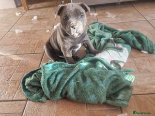 Staffordshire Bull Terrier dogs PIRO X PHARAON BLUE PUPS - Advert 2