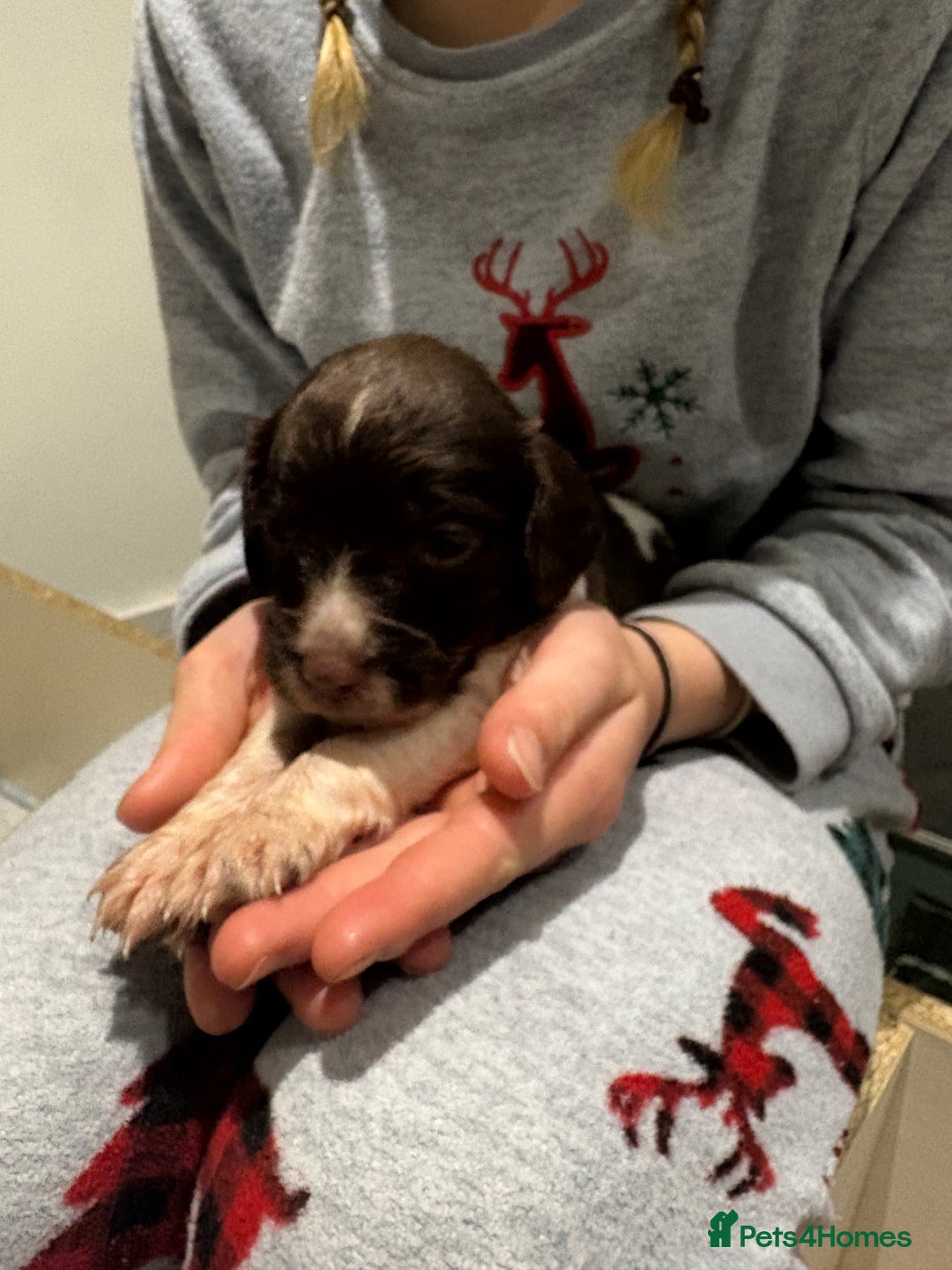 English Springer Spaniel dogs for sale: Quality English springer spaniel puppies  - Advert 8