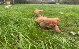 Labrador Retriever dogs for sale: 🐶 8 Gorgeous KC Labrador Puppy’s 🐶 - Image 16