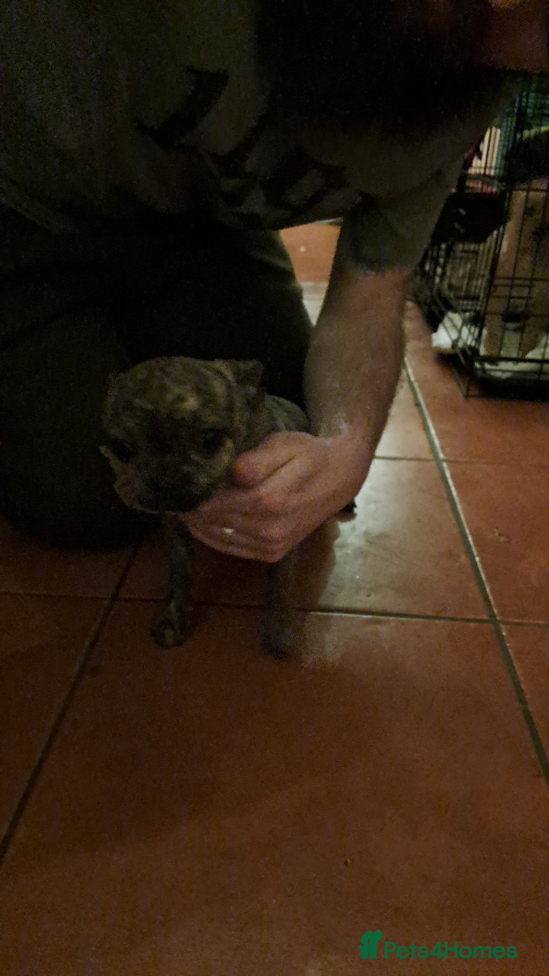 Mixed Breed dogs for sale: Frenchie x chihuahua x2.females. 7 months old. - Advert 6
