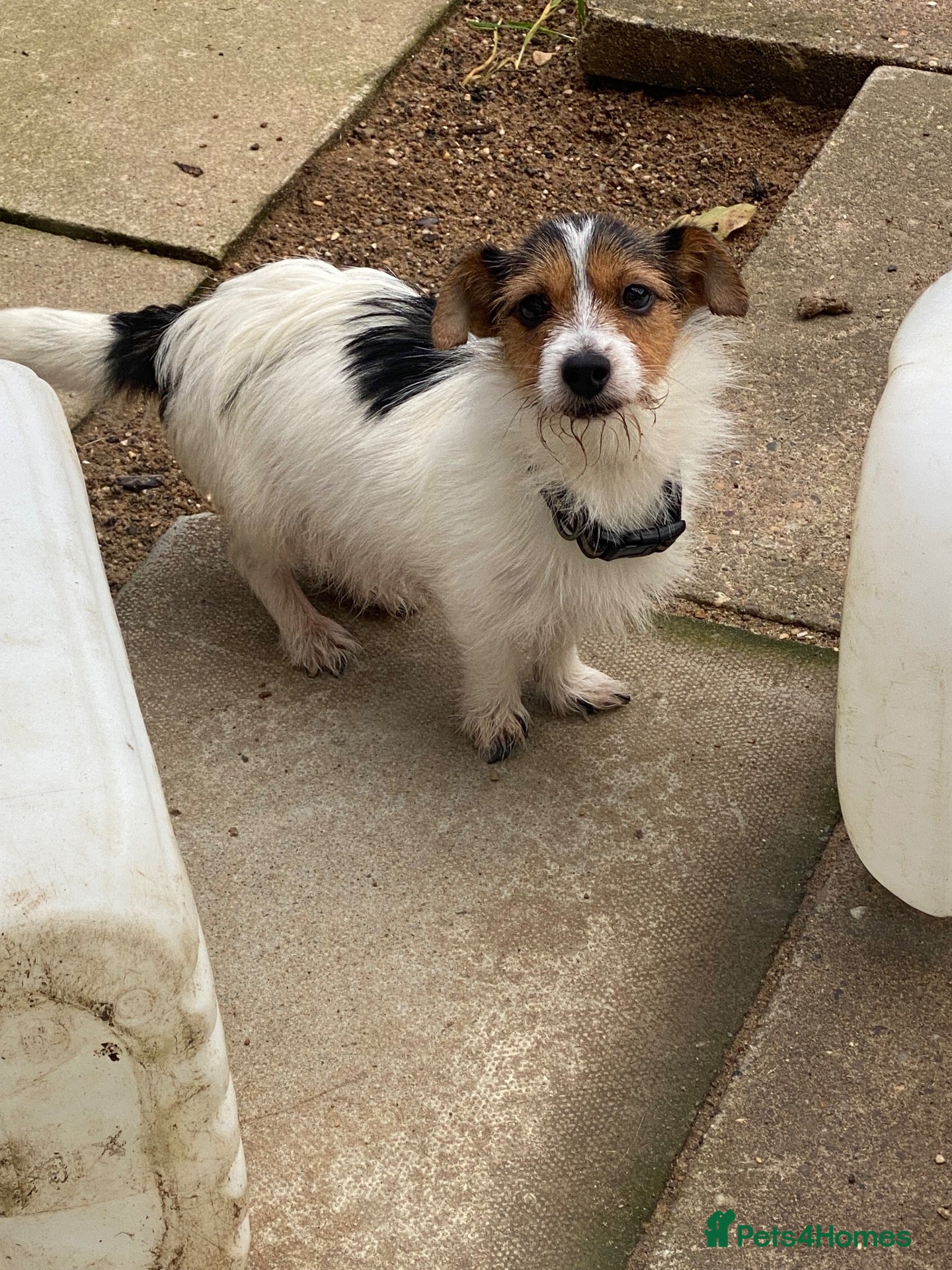 Jack Russell dogs for sale: Miniature jack Russell pups  - Advert 18