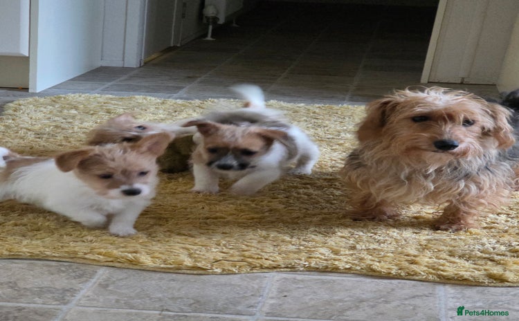Jack Russell dogs Lovely Rough Coated Small Jack Russells  - Advert 2
