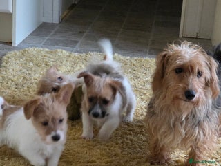Jack Russell dogs Lovely Rough Coated Small Jack Russells - Advert 2