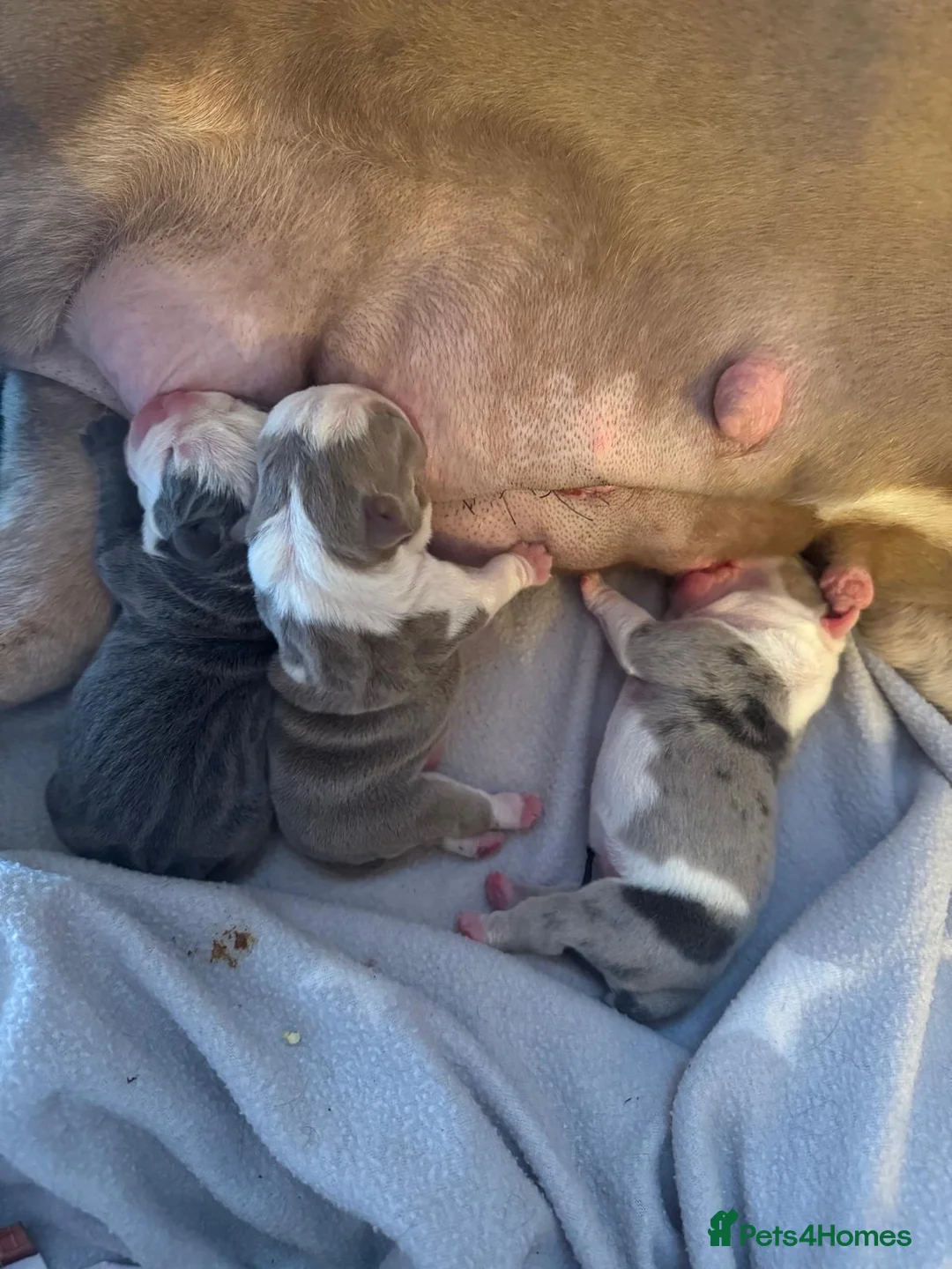 English Bulldog dogs for sale: English bulldog puppies - Advert 13