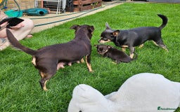 Chihuahua dogs for sale: 4 stunning chocolate and tan chihuahua puppys. - Image 5