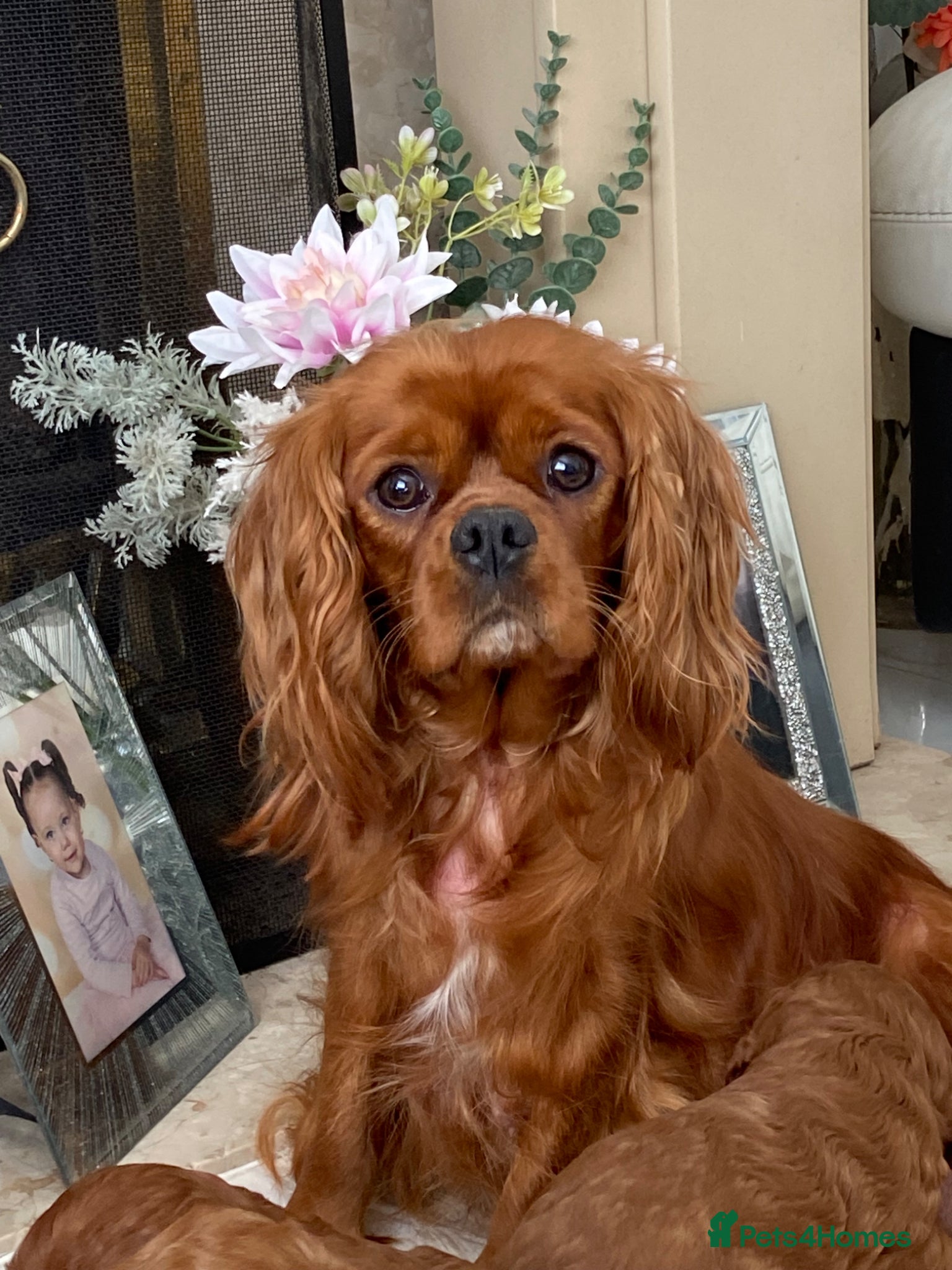 Cavalier King Charles Spaniel dogs Adult Ruby Female Cavalier KC Spaniel - Advert 1