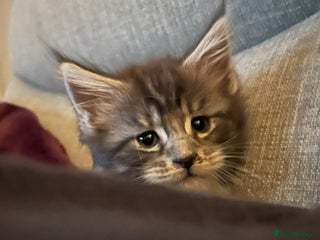 Maine Coon cats 2 boys and 1 girl - Advert 3