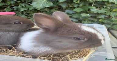 Netherland Dwarf rabbits - Advert 15