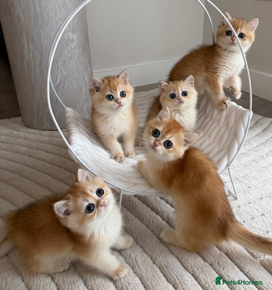 British Shorthair cats for sale: Golden British shorthair kittens  - Advert 2