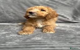 Goldendoodle dogs for sale: STUNNING GOLDEN DOODLES READY NOW - Image 21