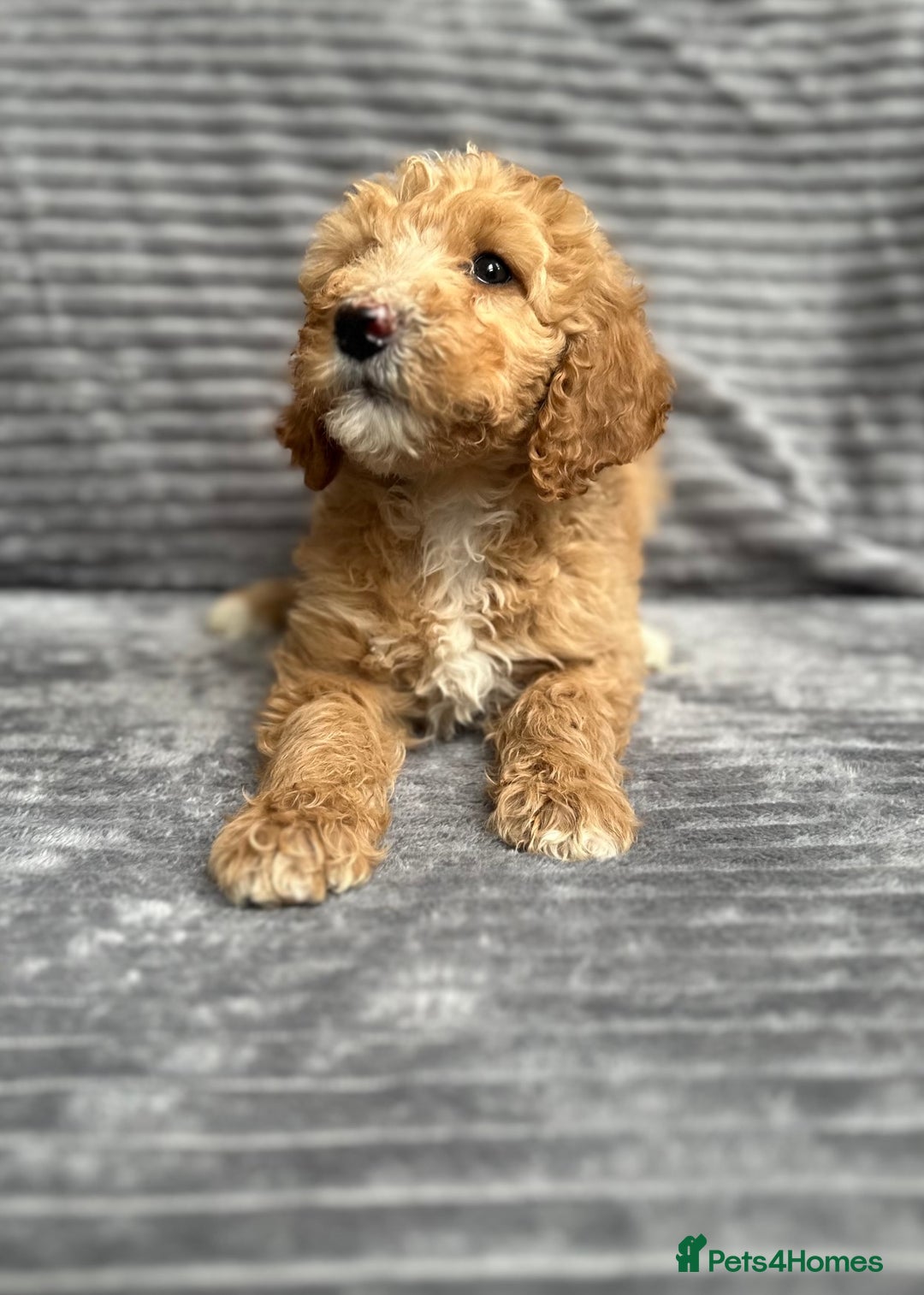 Goldendoodle dogs for sale: STUNNING GOLDEN DOODLES READY NOW - Image 21