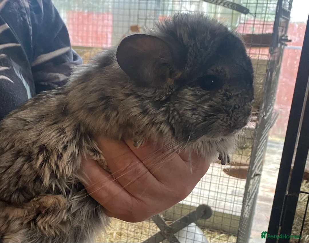 Chinchilla rodents for sale: RPA (Angoran) Chinchilla Boy, 7 months old - Advert 2