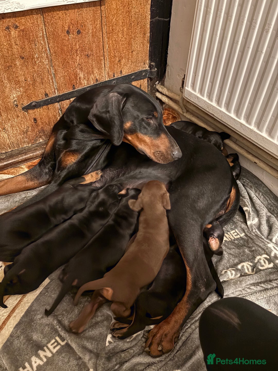 Dobermann dogs for sale: Working doberman - Advert 5
