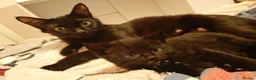 Domestic Shorthair cats for sale: Tabby in Huddersfield - Advert 3