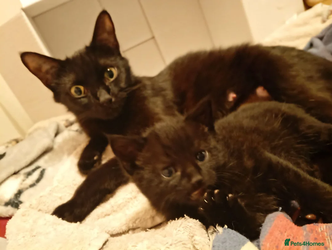 Domestic Shorthair cats for sale: Tabby in Huddersfield - Advert 3